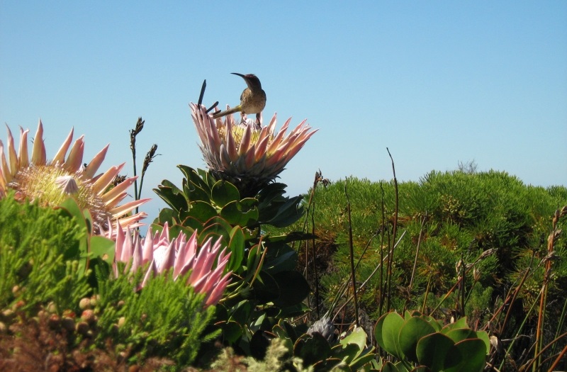 Protea mit Sunbird auf dem
Tafelberg-Plateau, Südafrika