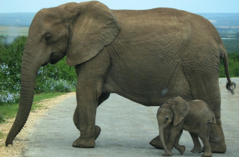 Elefanten im Addo Elephant
Park, Südafrika