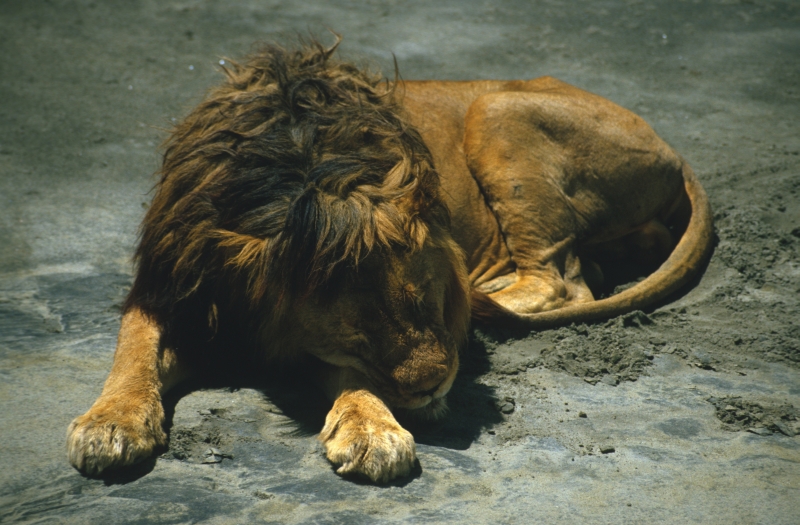 Löwe im Ngorongoro-Krater,
Tansania